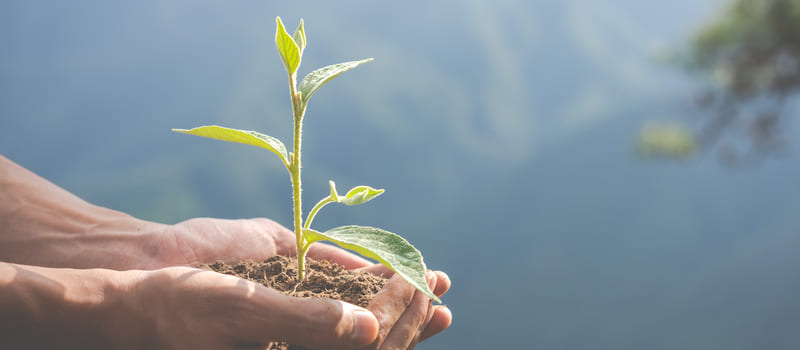 Mani di agricoltore biologico che proteggono una pianta