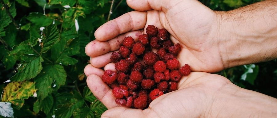 Consulente per la certificazione biologica nel settore alimentare