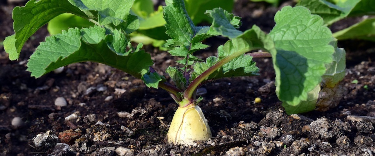 Approvato il nuovo Regolamento su produzione ed etichettatura biologica