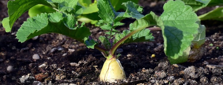 Approvato il nuovo Regolamento su produzione ed etichettatura biologica