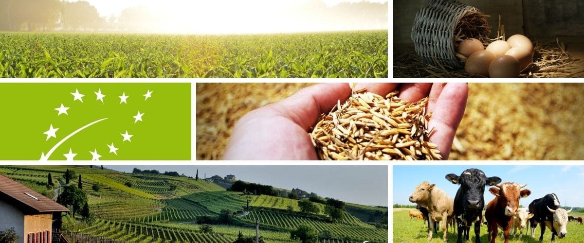 La Certificazione Biologica Europea: cosa devi sapere
